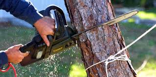 Best Stump Grinding and Removal  in Santa Fe Springs, CA