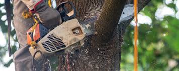 Best Lawn Grading and Leveling  in Santa Fe Springs, CA