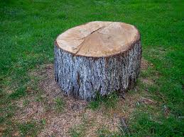 Best Storm Damage Tree Cleanup  in Santa Fe Springs, CA