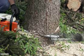 Best Fruit Tree Pruning  in Santa Fe Springs, CA