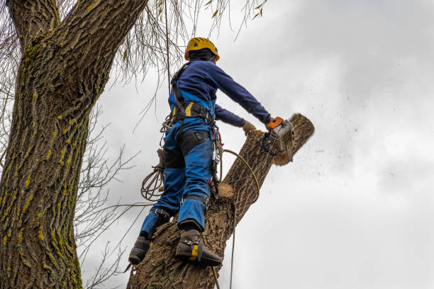Reliable Santa Fe Springs, CA Tree Removal Solutions