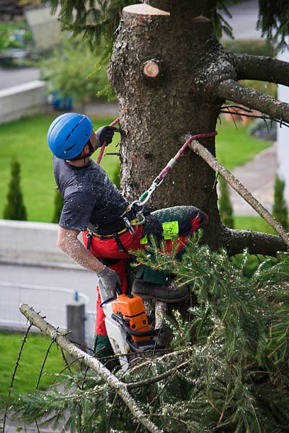 Best Hazardous Tree Removal  in Santa Fe Springs, CA