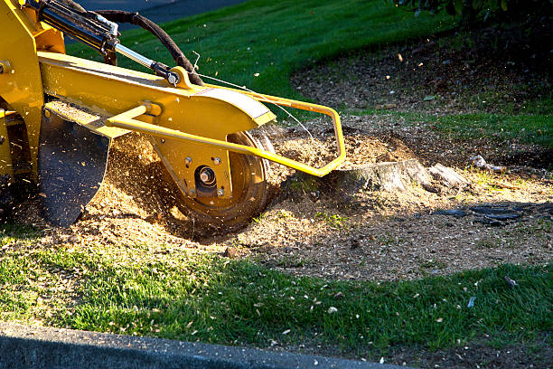 Best Arborist Consultation Services  in Santa Fe Springs, CA