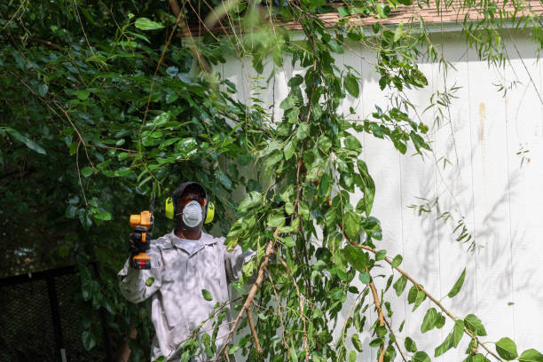 Lawn Watering Services in Santa Fe Springs, CA