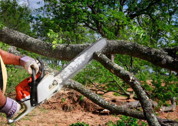 Best Firewood Processing and Delivery  in Santa Fe Springs, CA