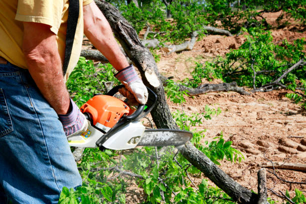 Best Weed Control  in Santa Fe Springs, CA